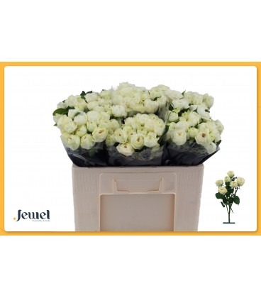 Rose Branchue Sno Trendsetter 50 cm