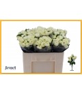 Rose Branchue Sno Trendsetter 50 cm