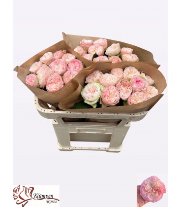 Rose Springfie park 60 cm