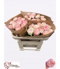 Rose Springfie park 60 cm