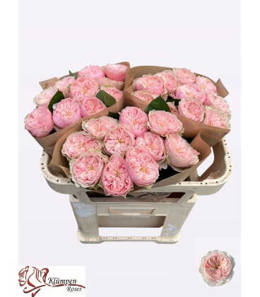 Rose Tender love 60 cm
