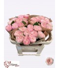 Rose Tender love 60 cm