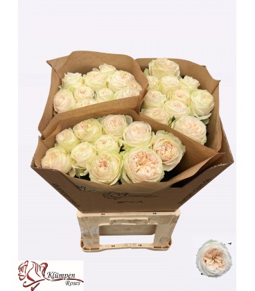 Rose Asha rose 70 cm