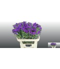 Campanule Champion Blue 75 cm
