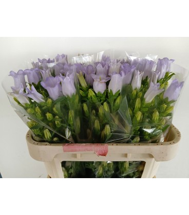 Campanule Champion Lave 70 cm