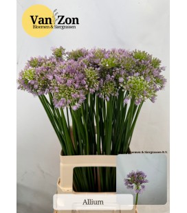Allium senescens 70 cm