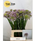 Allium senescens 70 cm