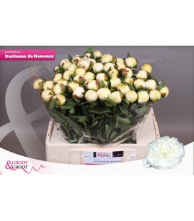 Pivoine Duchesse de Nemour 55 cm