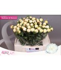 Pivoine Duchesse de Nemour 55 cm