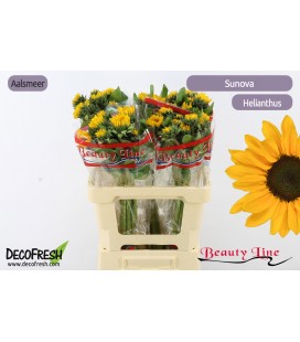 Tournesol sunova 50/60 cm