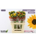 Tournesol sunova 50/60 cm
