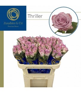 Rose Thriller 70 cm