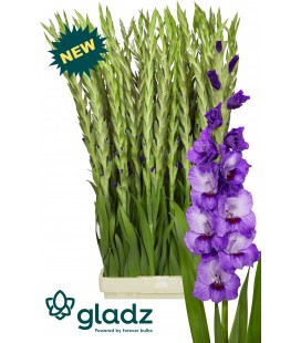 Glaieul Purple party 125 cm