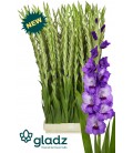 Glaieul Purple party 125 cm
