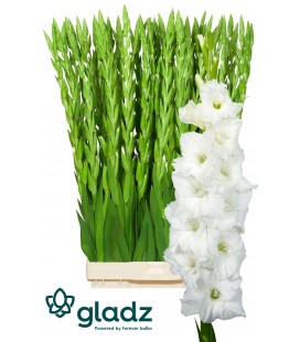 Glaieul Essential blanc 120 cm