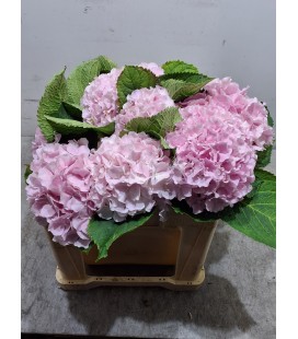 Hortensia M ch Verena 50 cm