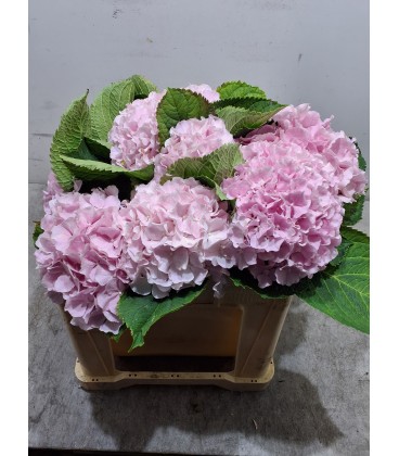 Hortensia Verena 60 cm