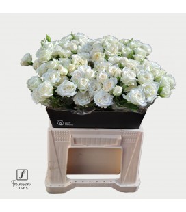 Rose Branchue Josephine 40 Cm