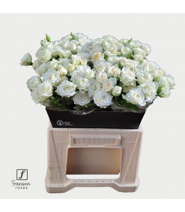Rose Branchue Josephine 40 Cm
