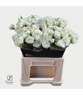 Rose Branchue Josephine 40 Cm