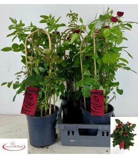 Rosier grand select Ø 22 h 70