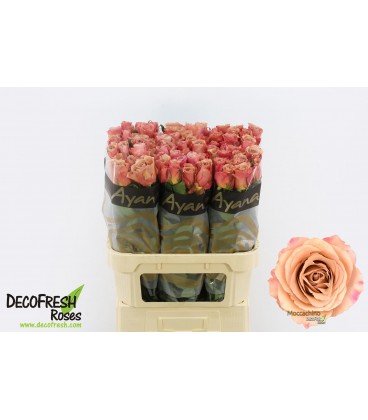 Rose Moccachino 70 cm
