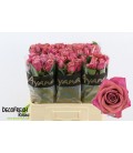 Rose Barista 60 cm