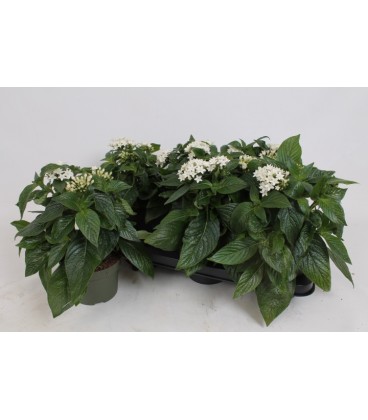 Pentas Blanc Ø 13