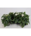 Pentas Blanc Ø 13