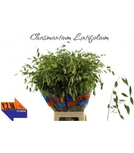 Chasmantium 80 cm