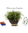 Chasmantium 80 cm
