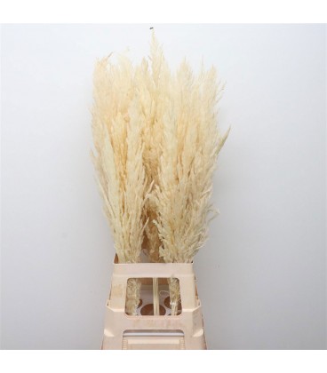 Pampa sec 120 cm