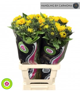 Tournesol Vin Choise 70 cm