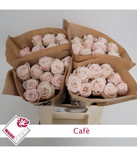 Rose Café 40 cm