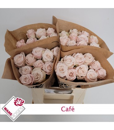 Rose Café 40 cm