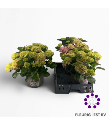 Hortensia Hi River Ø 32 h 55
