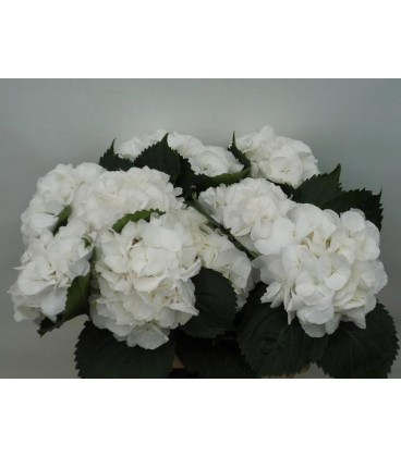 Hortensia Schneeball 60 cm