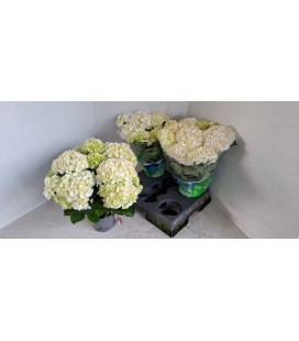 Hortensia Wudu pot de 15