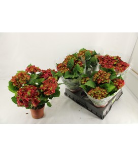 Hortensia M hi Road Ø 14