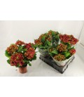 Hortensia M hi Road Ø 14