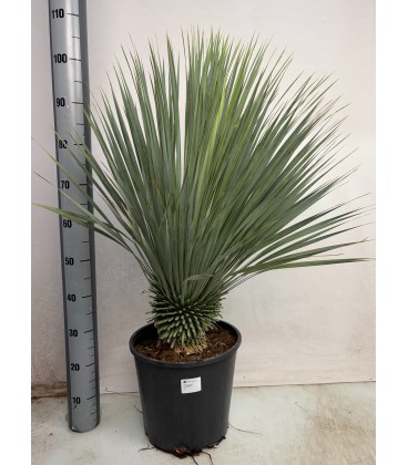 Yucca Rostrata Ø 35 h 75