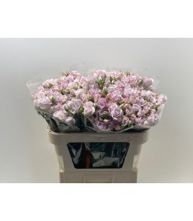 Rose Branchue Katinka 70 cm