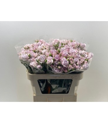 Rose Branchue Katinka 70 cm