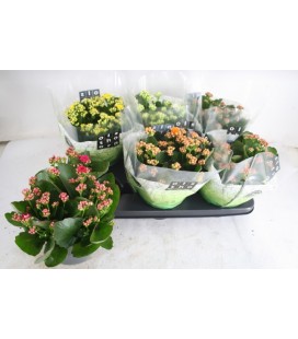 Kalanchoe Ø 15 mix 5 coul