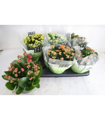 Kalenchoe Ø 15 mix 5 coul