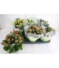 Kalanchoe Ø 15 mix 5 coul