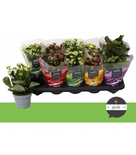 Kalanchoe Ø 10.5
