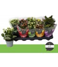 Kalanchoe Ø 10.5