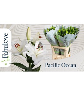 Lys Or Pacific Ocean 95/100 cm