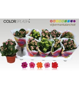 Kalanchoe pot de 10.50